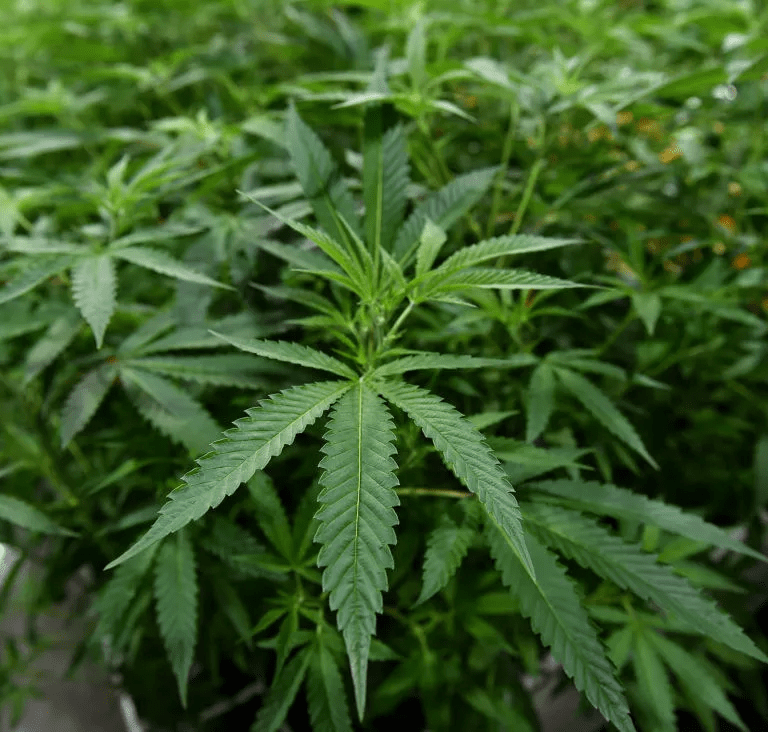 HBCUs Are Establishing Marijuana Programs To Fight Whitewashing Of Legal Cannabis Industry