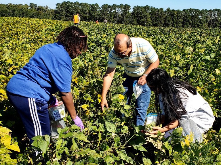 Edamame Picking Day AT FSU