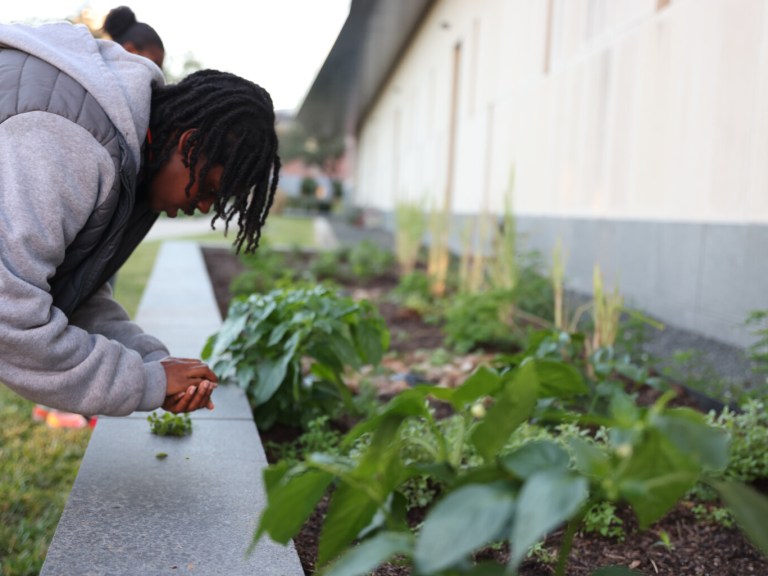 Foodscaping at PVAMU