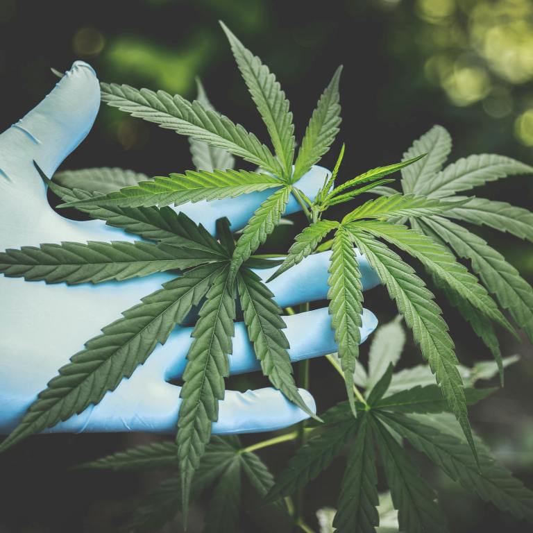 Weed Seeds: A New Frontier for HBCU Research